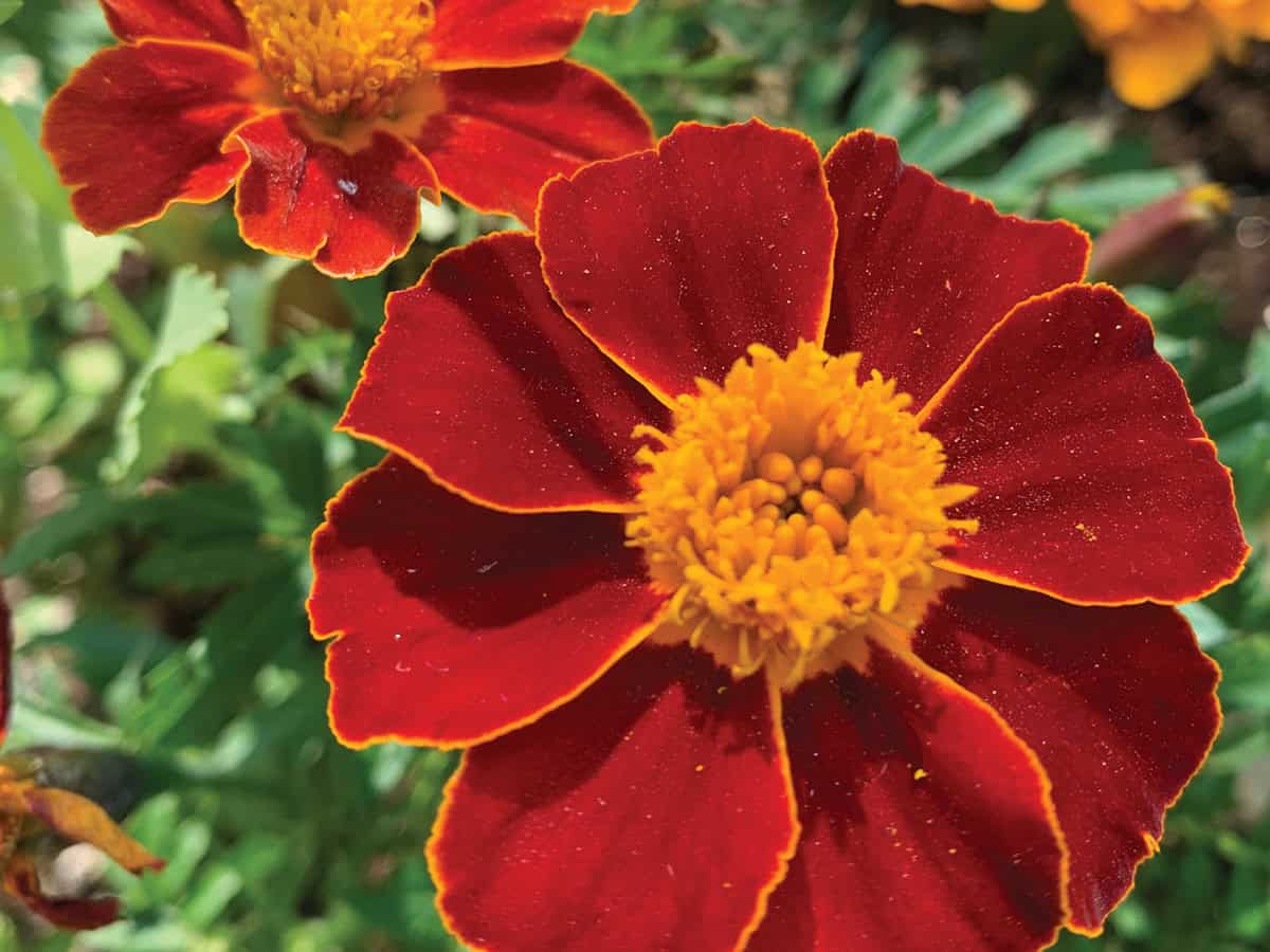 Marigold dari Dietplus