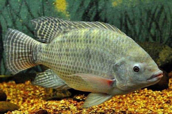 Ikan Tilapia