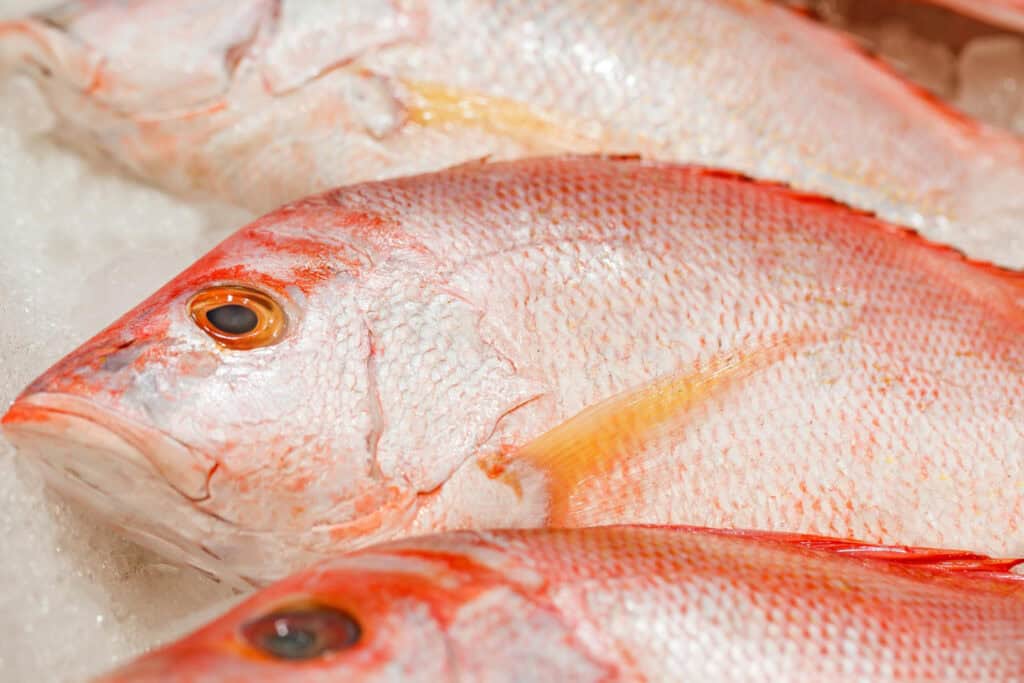 Ikan kakap lemak rendah dan tinggi protein