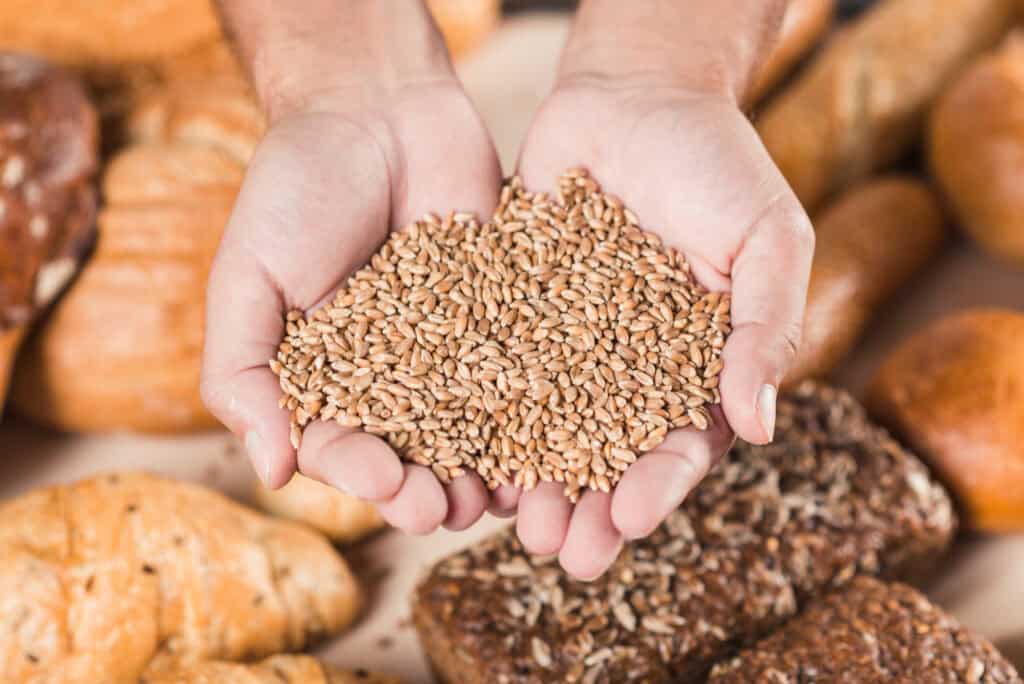 Gandum yang mengandung gluten